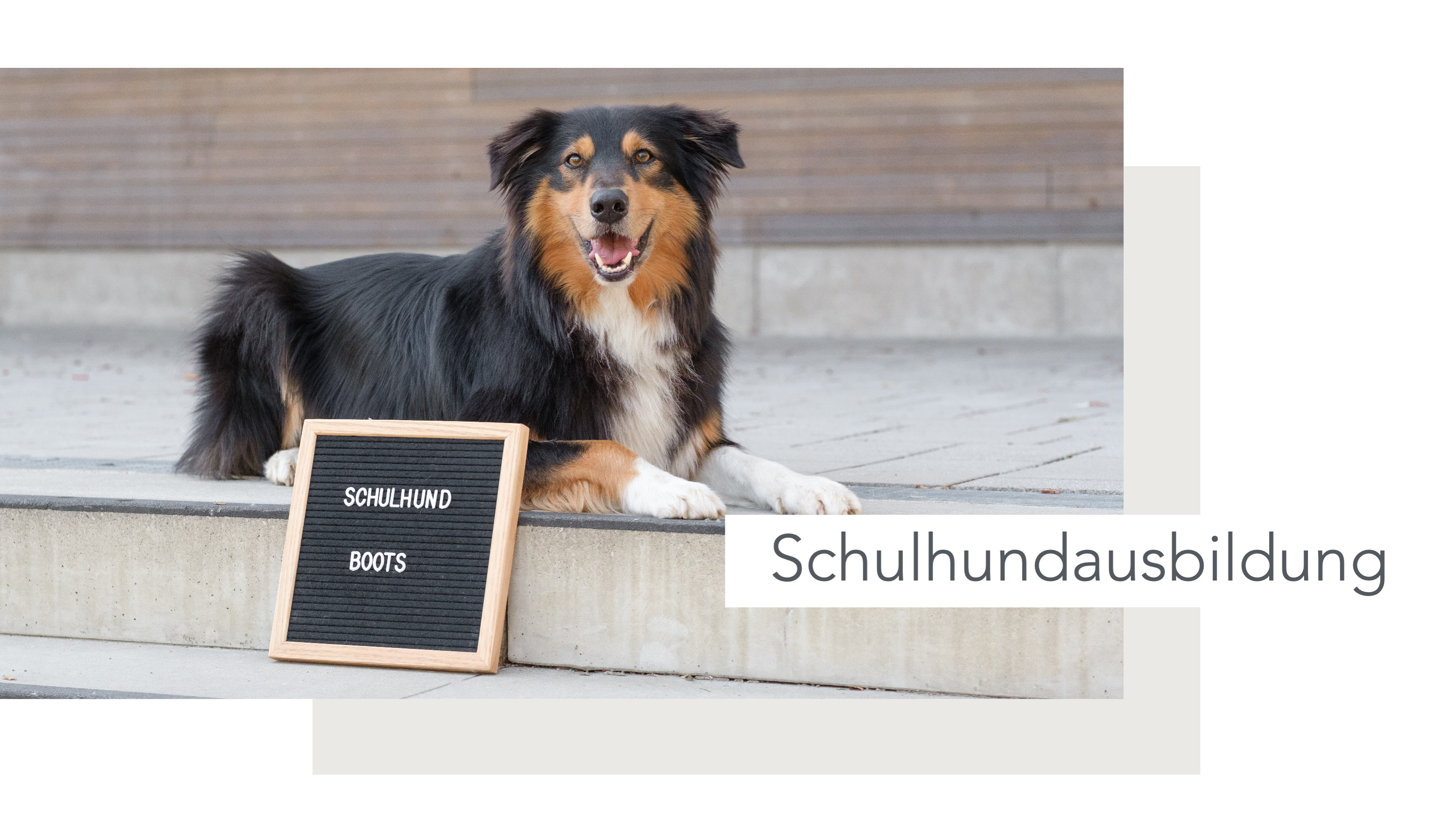 Hundeschule, Ammersee, halb so wild, Hundetraining, Welpen, Junghunde, Tierschutz, München, Social Walk, Workshop, Dummy, Leine, Hund, Hunde, Landsberg, Schulhunde, Maulkorb