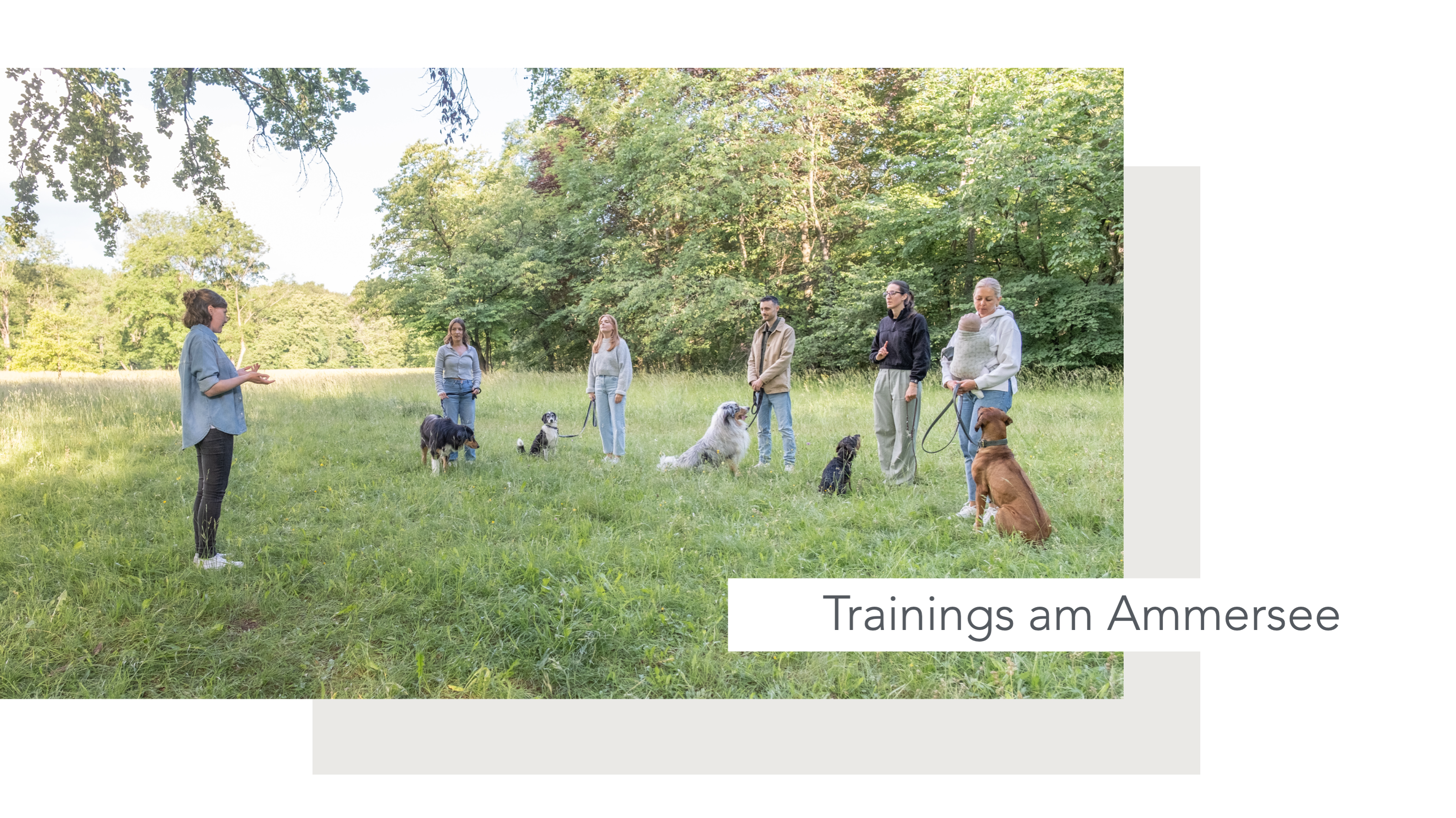 Hundeschule, Ammersee, halb so wild, Hundetraining, Welpen, Junghunde, Tierschutz, München, Social Walk, Workshop, Dummy, Leine, Hund, Hunde, Landsberg, Schulhunde, Maulkorb