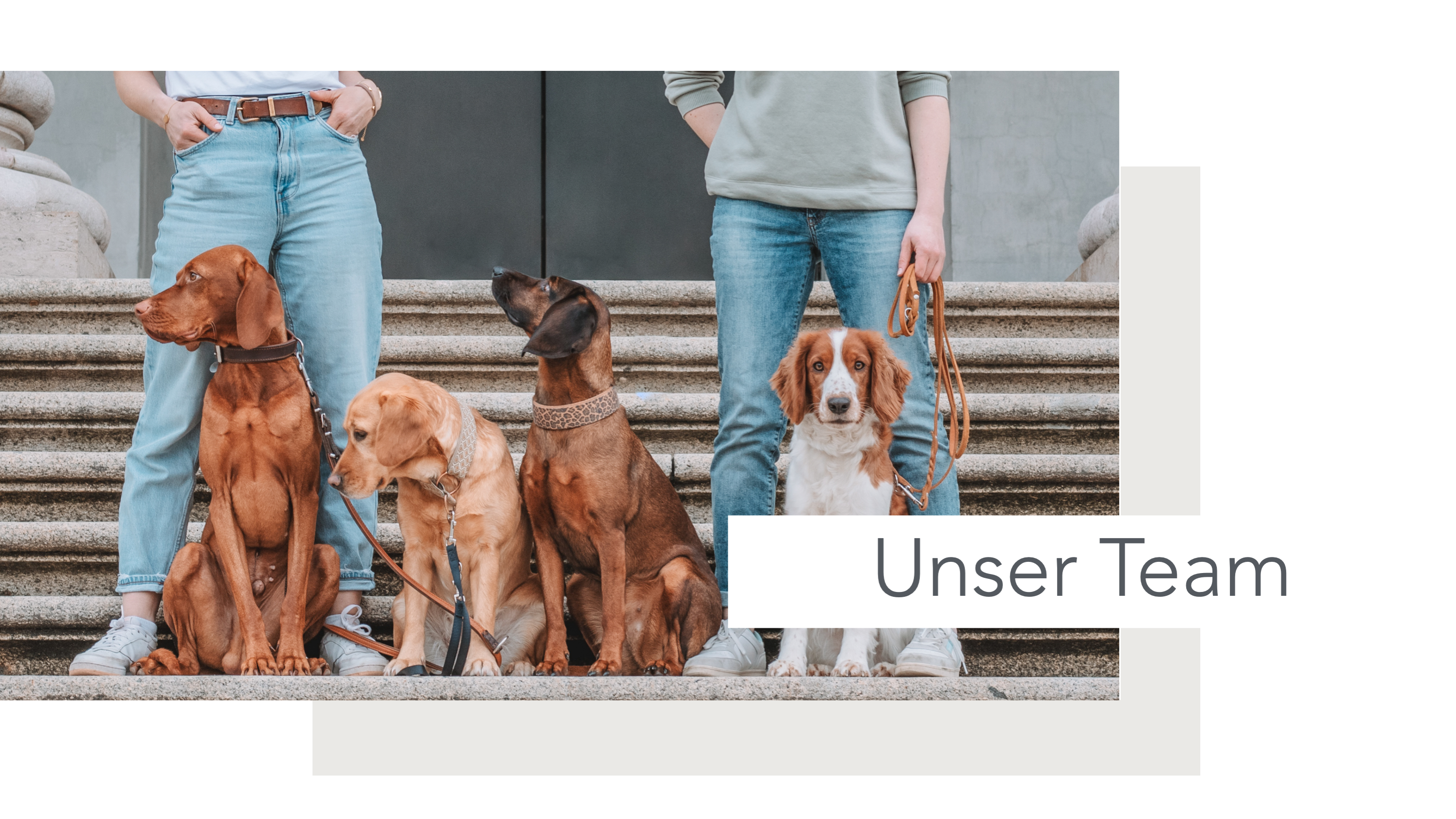 Hundeschule, Ammersee, halb so wild, Hundetraining, Welpen, Junghunde, Tierschutz, München, Social Walk, Workshop, Dummy, Leine, Hund, Hunde, Landsberg, Schulhunde, Maulkorb