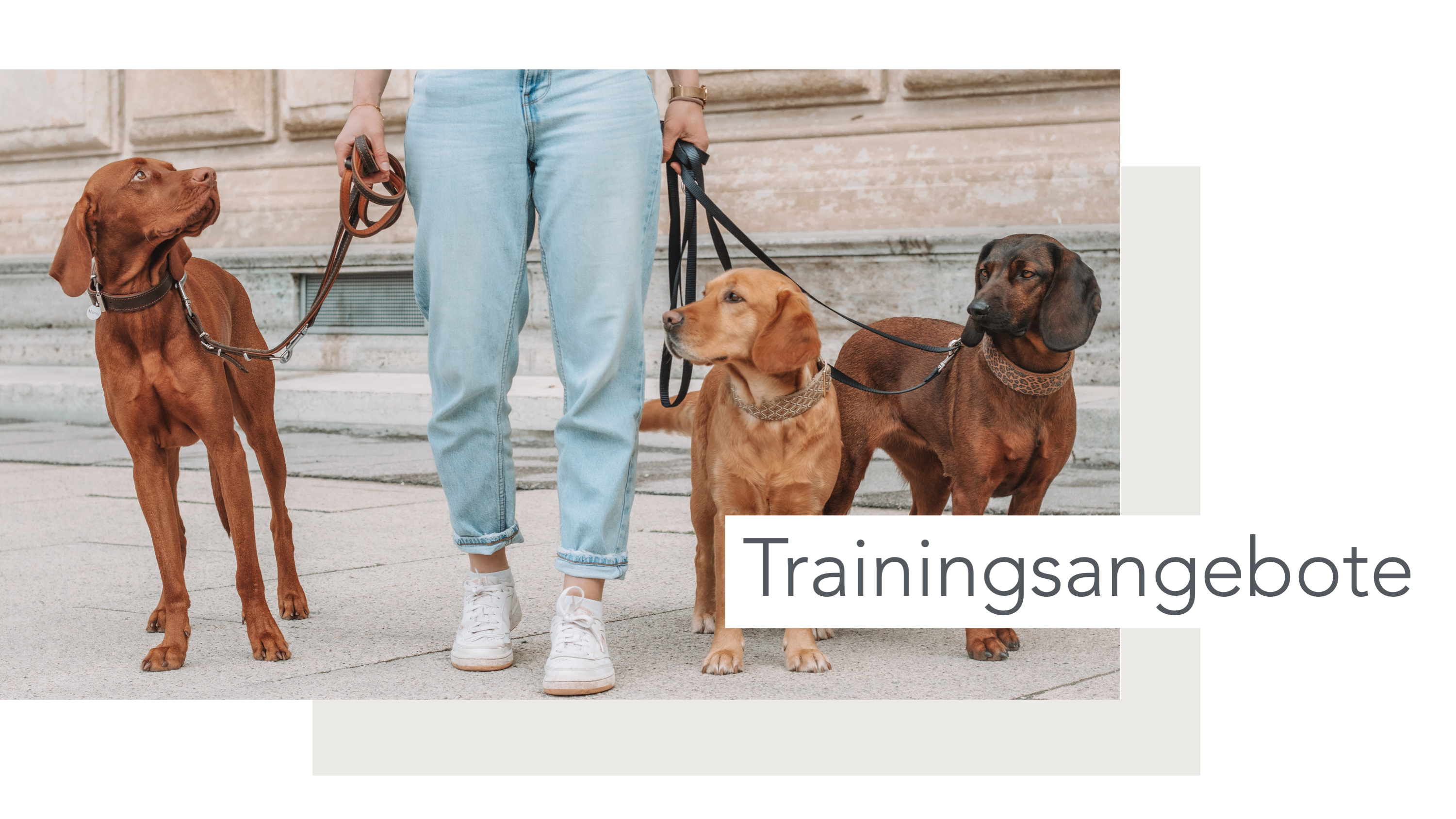 Hundeschule, Ammersee, halb so wild, Hundetraining, Welpen, Junghunde, Tierschutz, München, Social Walk, Workshop, Dummy, Leine, Hund, Hunde, Landsberg, Schulhunde, Maulkorb