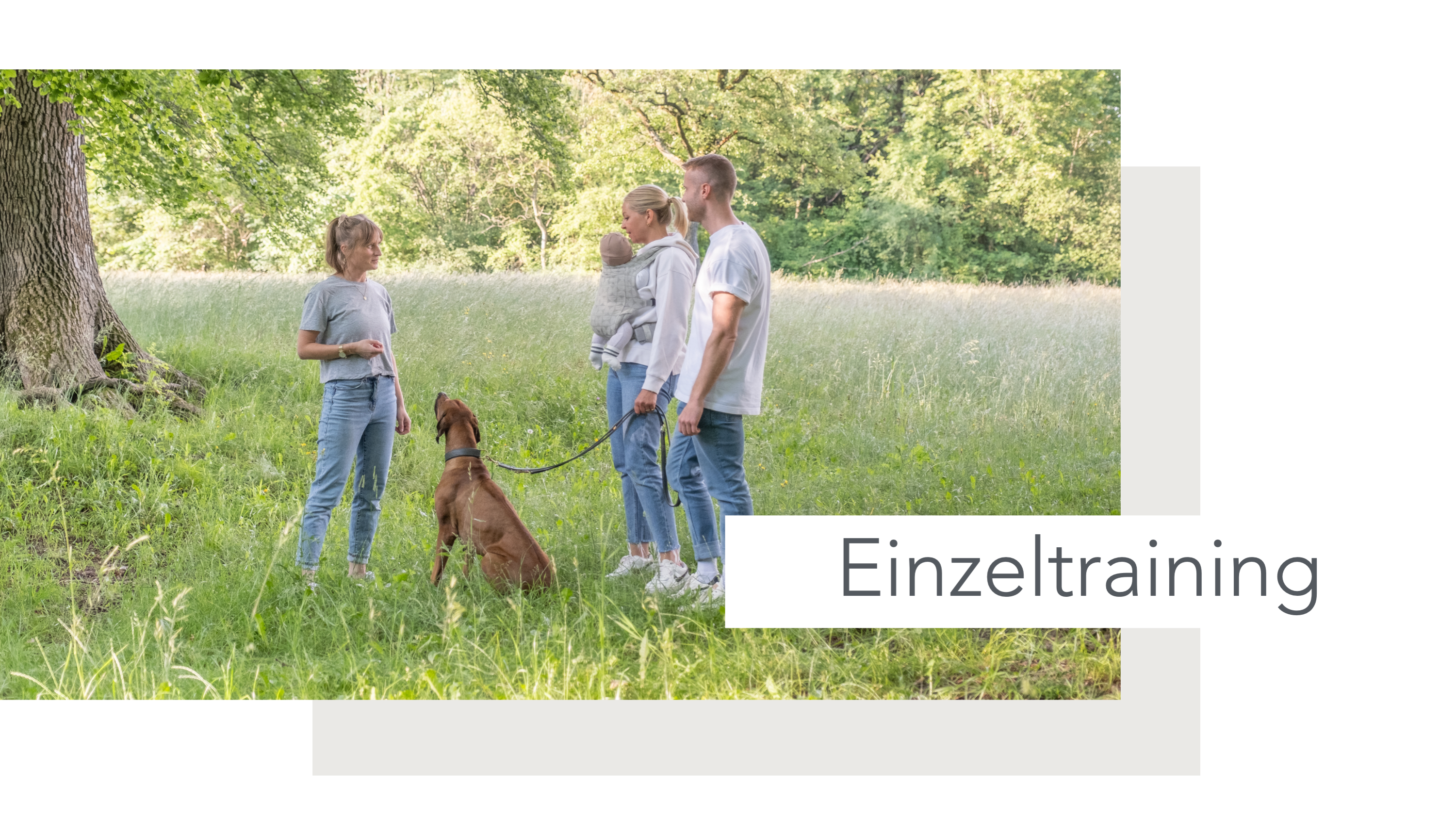 Hundeschule, Ammersee, halb so wild, Hundetraining, Welpen, Junghunde, Tierschutz, München, Social Walk, Workshop, Dummy, Leine, Hund, Hunde, Landsberg, Schulhunde, Maulkorb