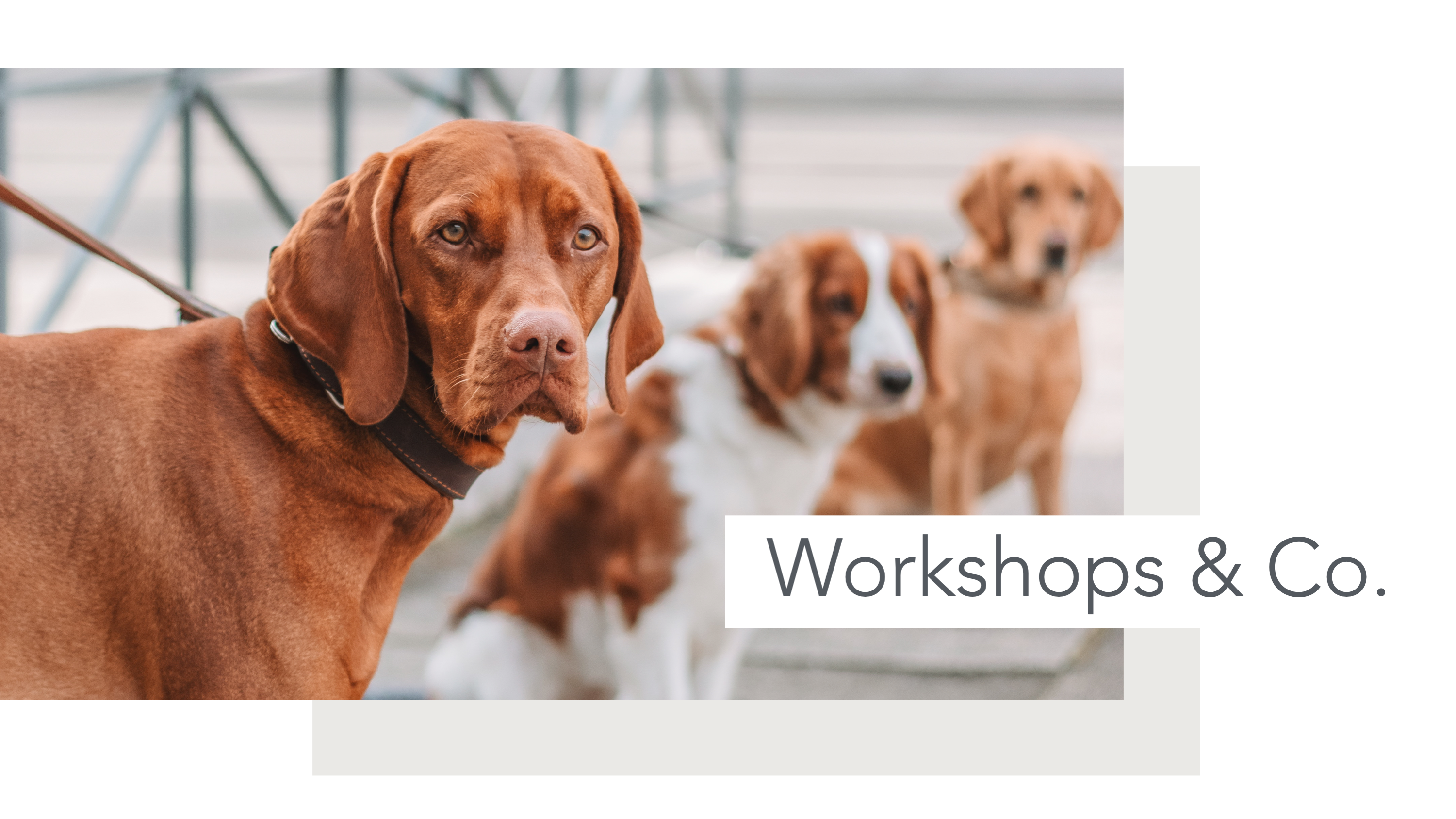 Hundeschule, Ammersee, halb so wild, Hundetraining, Welpen, Junghunde, Tierschutz, München, Social Walk, Workshop, Dummy, Leine, Hund, Hunde, Landsberg, Schulhunde, Maulkorb