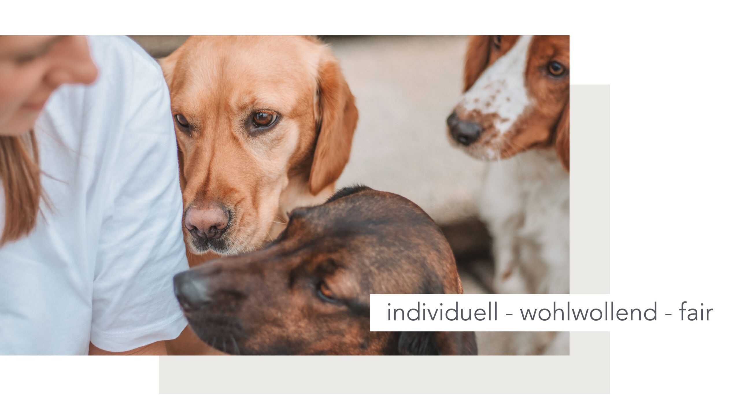 Hundeschule, Ammersee, halb so wild, Hundetraining, Welpen, Junghunde, Tierschutz, München, Social Walk, Workshop, Dummy, Leine, Hund, Hunde, Landsberg, Schulhunde, Maulkorb